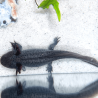 Spécimen femelle d'axolotl sauvage nommé Melody dans aquarium de présentation à l'élevage L'Axoloterie. Vu de dessus