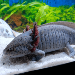 Spécimen femelle d'axolotl sauvage nommé Melody dans aquarium de présentation à l'élevage L'Axoloterie.