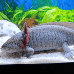Spécimen femelle d'axolotl sauvage nommé Melody dans aquarium de présentation à l'élevage L'Axoloterie.