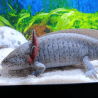 Spécimen femelle d'axolotl sauvage nommé Melody dans aquarium de présentation à l'élevage L'Axoloterie.