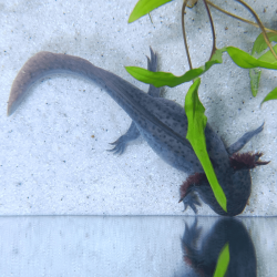 Spécimen femelle d'axolotl sauvage nommé Melody dans aquarium de présentation à l'élevage L'Axoloterie. Vu de dessus