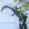 Spécimen femelle d'axolotl sauvage nommé Melody dans aquarium de présentation à l'élevage L'Axoloterie. Vu de dessus