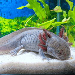 Spécimen femelle d'axolotl sauvage nommé Melody dans aquarium de présentation à l'élevage L'Axoloterie.