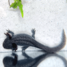 Spécimen femelle d'axolotl sauvage nommé Melody dans aquarium de présentation à l'élevage L'Axoloterie. Vu de dessus
