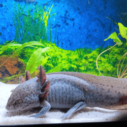 Spécimen femelle d'axolotl sauvage nommé Melody dans aquarium de présentation à l'élevage L'Axoloterie.