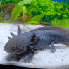 Spécimen mâle d'axolotl sauvage nommé Aegon dans aquarium de présentation à l'élevage L'Axoloterie.