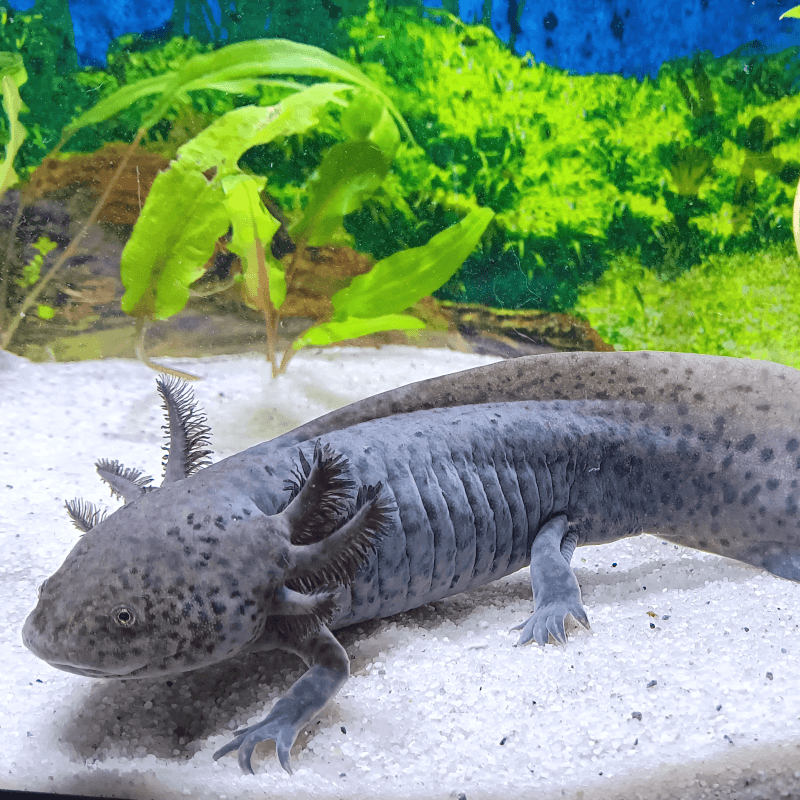 Spécimen mâle d'axolotl sauvage nommé Aegon dans aquarium de présentation à l'élevage L'Axoloterie.