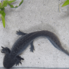 Spécimen mâle d'axolotl sauvage nommé Aegon dans aquarium de présentation à l'élevage L'Axoloterie. Vu de dessus