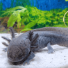 Spécimen mâle d'axolotl sauvage nommé Aegon dans aquarium de présentation à l'élevage L'Axoloterie.