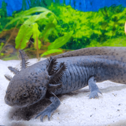 Spécimen mâle d'axolotl sauvage nommé Aegon dans aquarium de présentation à l'élevage L'Axoloterie. Trop mignon