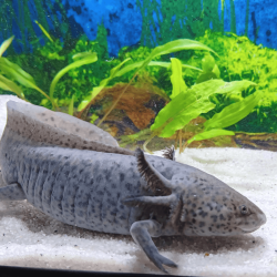 Spécimen mâle d'axolotl sauvage nommé Aegon dans aquarium de présentation à l'élevage L'Axoloterie. De profil