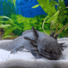 Spécimen mâle d'axolotl sauvage nommé Aegon dans aquarium de présentation à l'élevage L'Axoloterie.