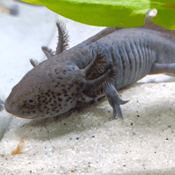 Spécimen mâle d'axolotl sauvage nommé Aegon dans aquarium de présentation à l'élevage L'Axoloterie. Regard ravageur