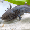 Spécimen mâle d'axolotl sauvage nommé Aegon dans aquarium de présentation à l'élevage L'Axoloterie. Regard ravageur