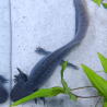 Spécimen mâle d'axolotl sauvage nommé Aegon dans aquarium de présentation à l'élevage L'Axoloterie. Vu de dessus
