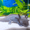Spécimen mâle d'axolotl sauvage nommé Aegon dans aquarium de présentation à l'élevage L'Axoloterie.
