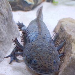 Leko
