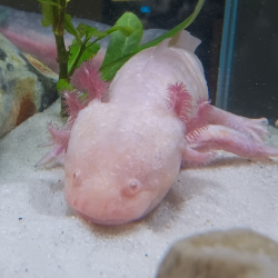 Triton