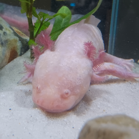 Triton