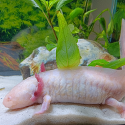 Triton