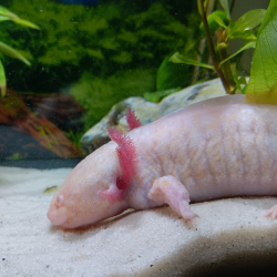 Triton
