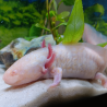 Triton